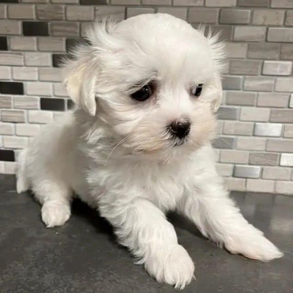 cuccioli barboncini toy | Foto 0