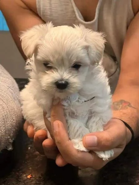 regalo  maltese mini toy | Foto 0