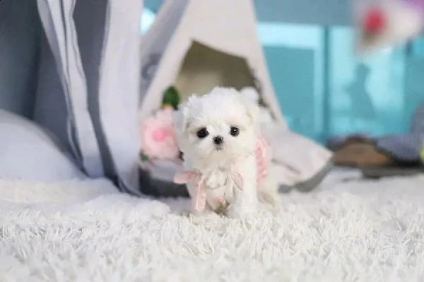 regalo  maltese mini toy[at]