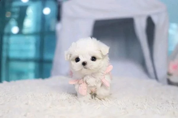 regalo  maltese mini toy[at] | Foto 0