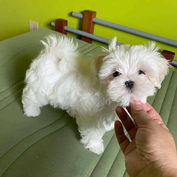 maltesi mini toy | Foto 0