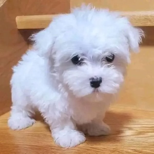 maltese mini toy!!