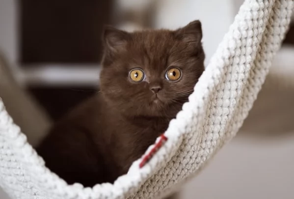 Cuccioli British chocolate 