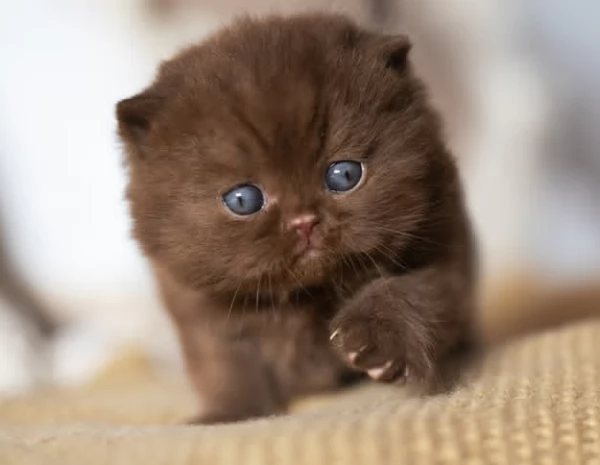 Cuccioli British chocolate  | Foto 1