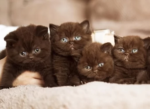 Cuccioli British chocolate  | Foto 0