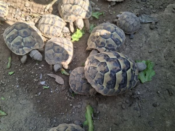 Tartarughe di terra hermanni