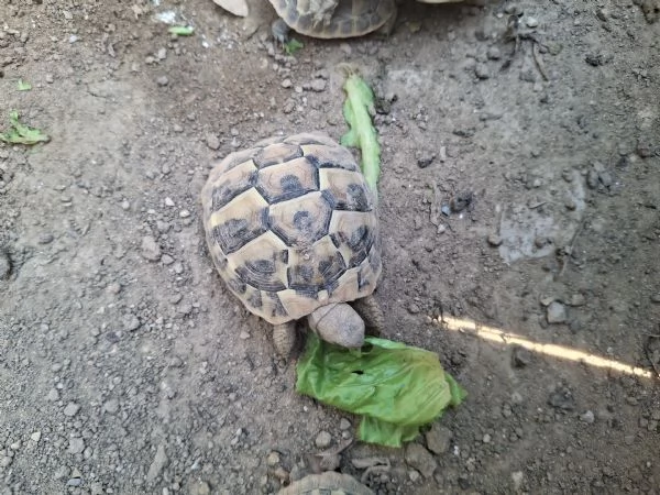 Tartarughe di terra hermanni | Foto 0
