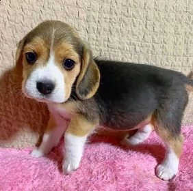 adorabili cuccioli di beagle in adozione,