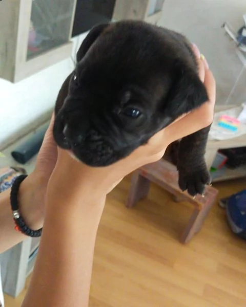 cane corso cuccioli | Foto 6
