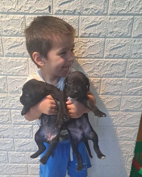 cane corso cuccioli | Foto 5