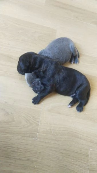 cane corso cuccioli | Foto 4