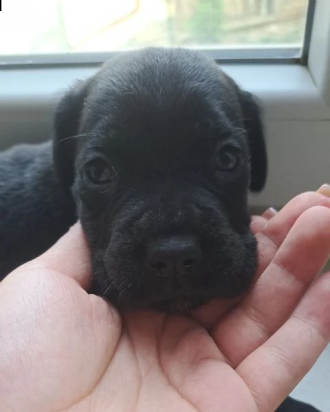 cane corso cuccioli | Foto 3