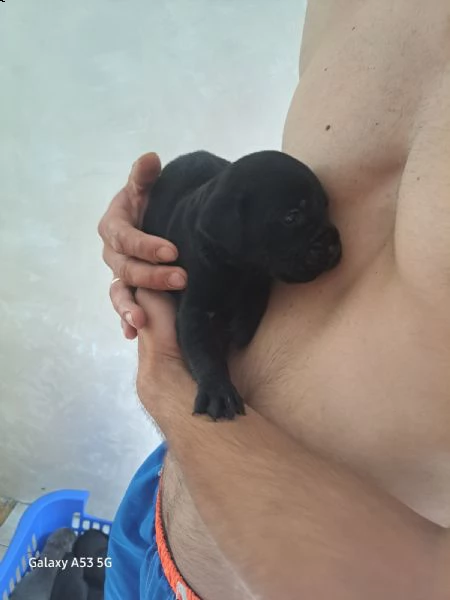 cane corso cuccioli | Foto 2