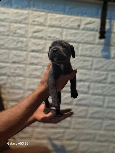 cane corso cuccioli