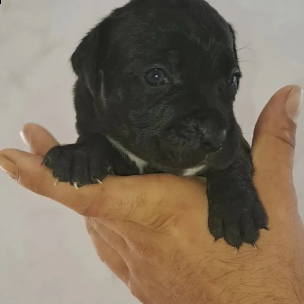 cane corso cuccioli | Foto 1