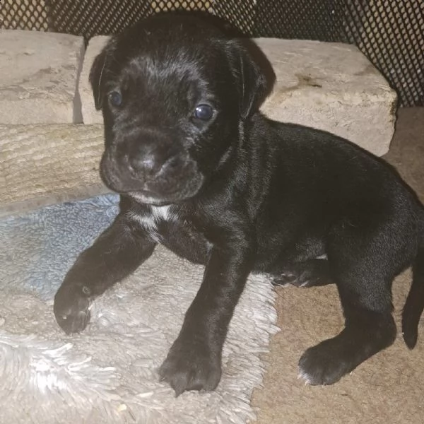 cane corso cuccioli | Foto 0