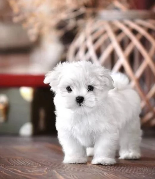 regalo  maltese mini toy