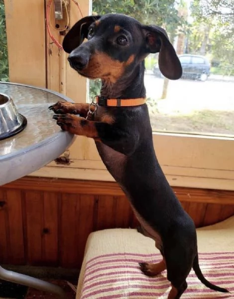 regalo bassotto disponibile in roma