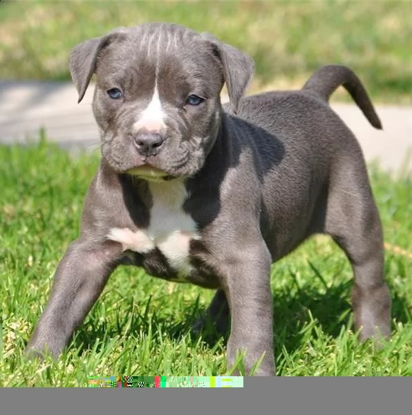 regalo cuccioli di pitbull 