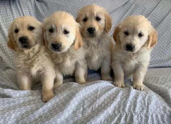 regalo golden retriver cuccioli