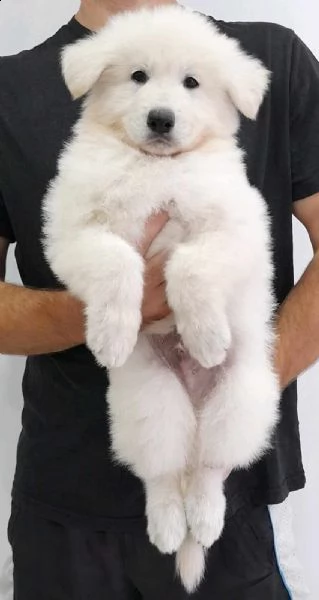 pastore svizzero bianco cuccioli | Foto 4