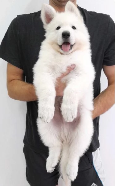 pastore svizzero bianco cuccioli | Foto 3