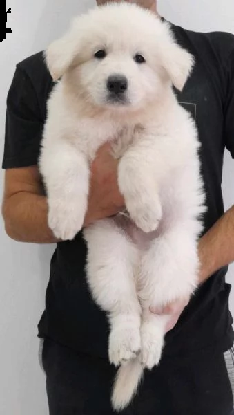 pastore svizzero bianco cuccioli | Foto 2