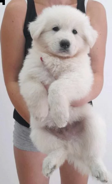 pastore svizzero bianco cuccioli | Foto 1