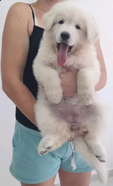 pastore svizzero bianco cuccioli | Foto 0