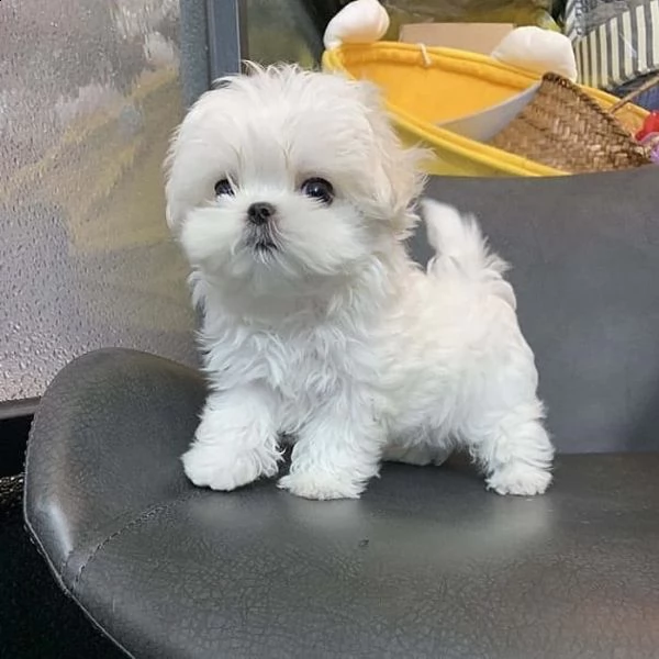 regalò maltese mini toy maschio….