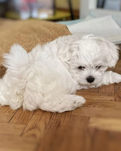 toy maltese disponibile maschio e femmina 