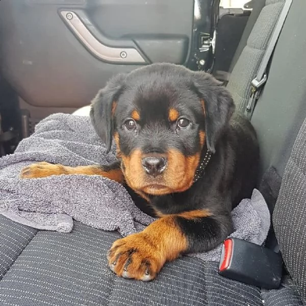 fantastico cucciolo di rottweiler | Foto 1