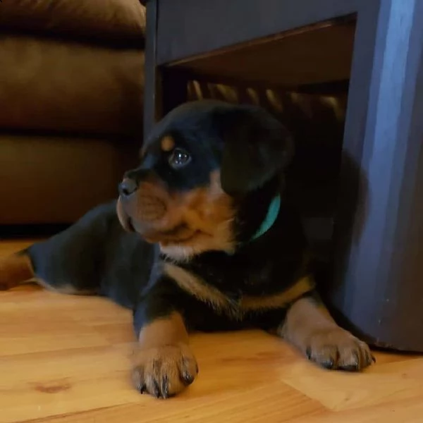 fantastico cucciolo di rottweiler