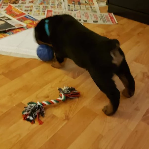fantastico cucciolo di rottweiler | Foto 0