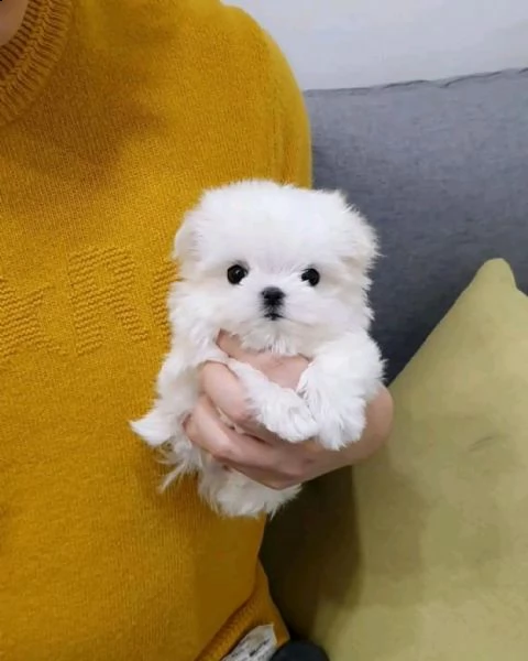 regalo  maltese mini toy// | Foto 0
