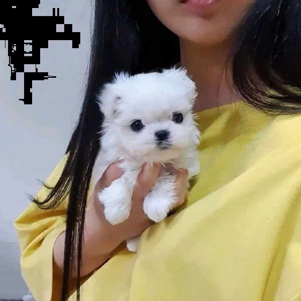 regalo  maltese mini toy//