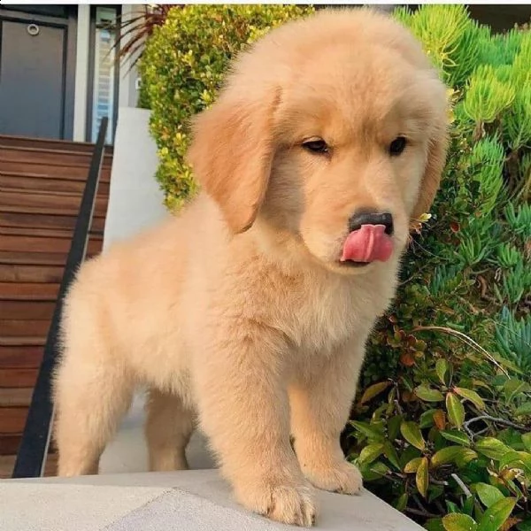 regalo  golden retriever 