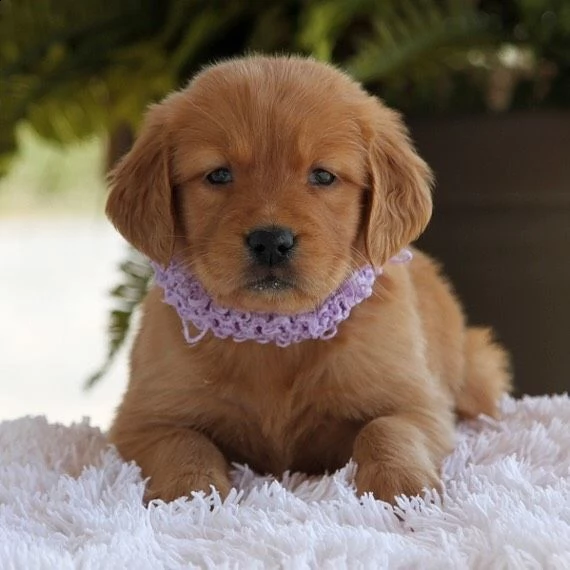 2regalo golden retriever 