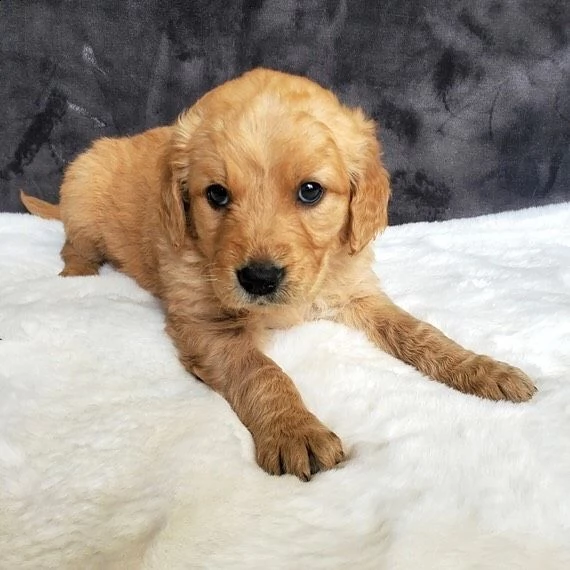 2regalo golden retriever[at]