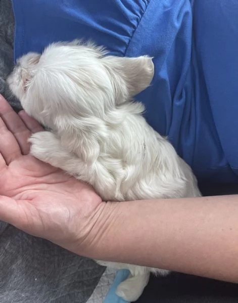 vendo cucciolo di maltese femmina, 2 mesi | Foto 1