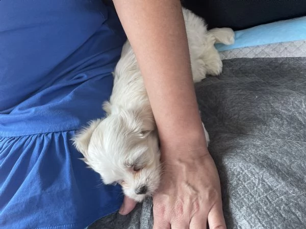 vendo cucciolo di maltese femmina, 2 mesi | Foto 0