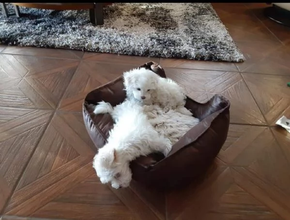 splendido maltese | Foto 0