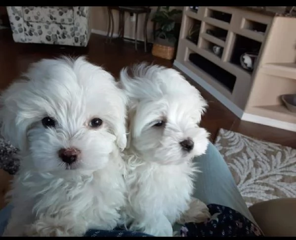 splendido maltese