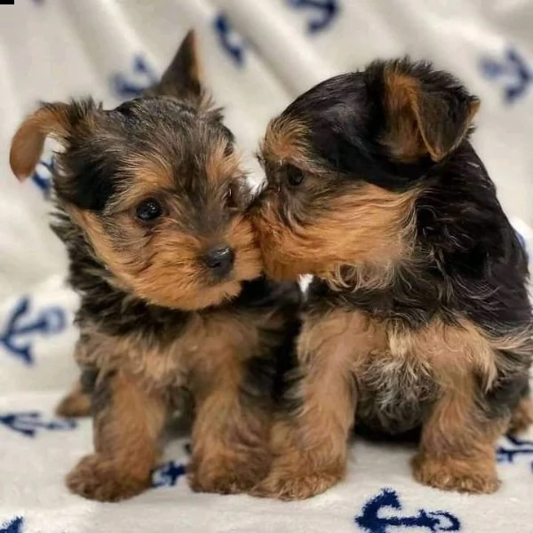 cuccioli di yorkie