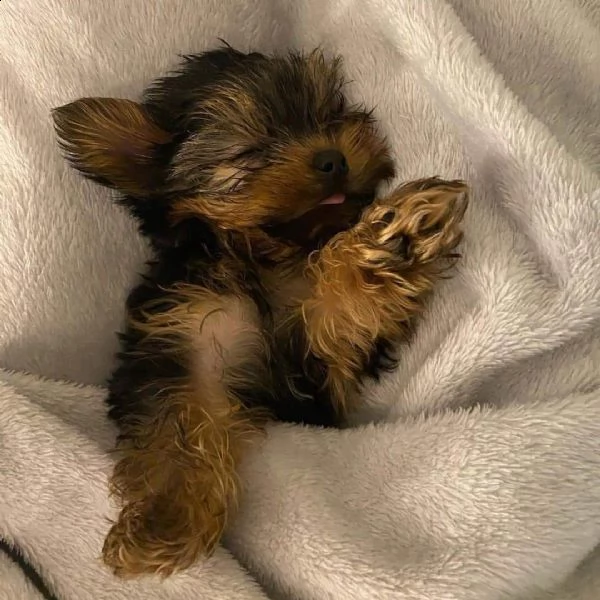 cuccioli di yorkie | Foto 0