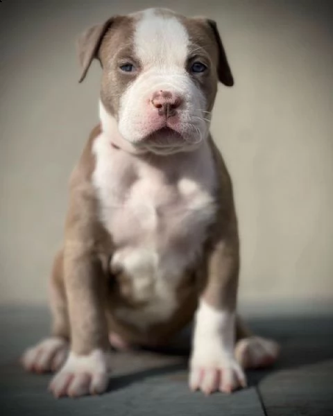 cuccioli di beagle da adottare | Foto 0