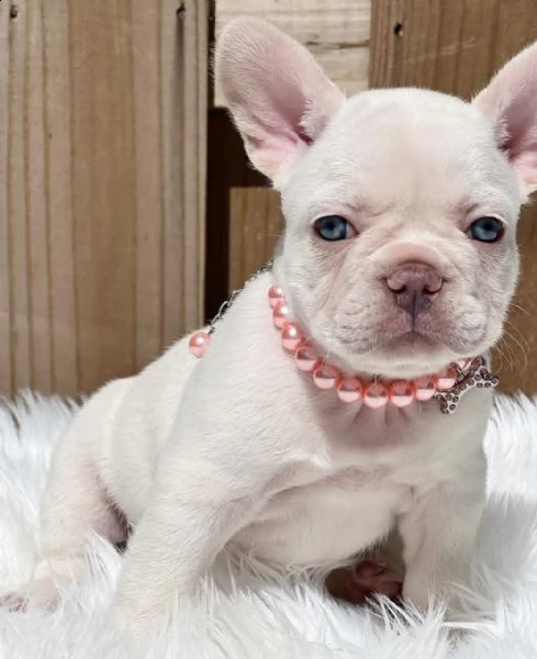 bulldog francese disponibile