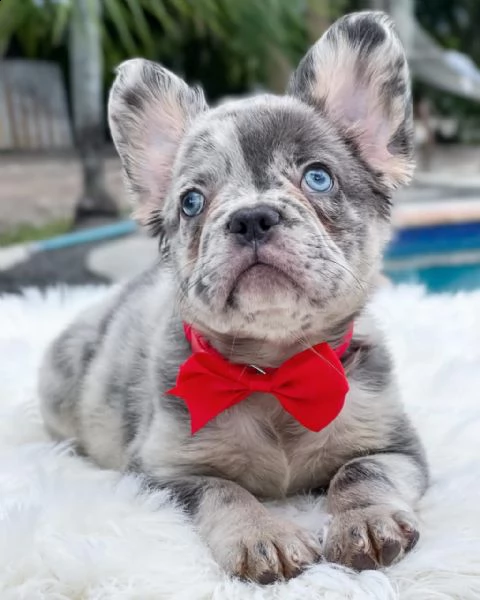 bulldog francese disponibile | Foto 0