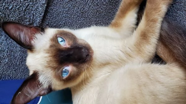 adorabile gattino siamese. | Foto 1