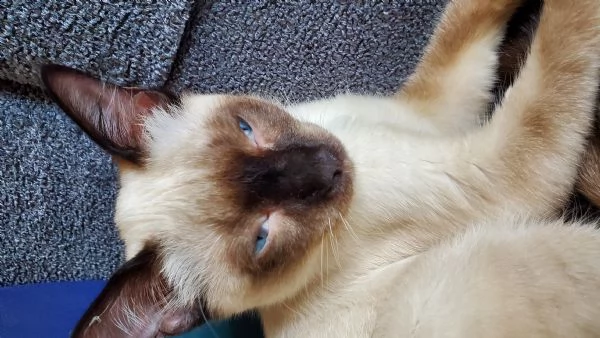 adorabile gattino siamese. | Foto 0